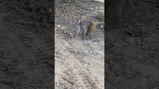 बाप रे बाप जल्दी से चलते है पड़ोसन के बाथरूम में #comedy#animals#funnymonkey #youtubeshorts#trending