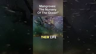 The Nursery of the Ocean: Mangroves #beamazedbytruthfunfacts #MangroveEcosystem #OceanNursery