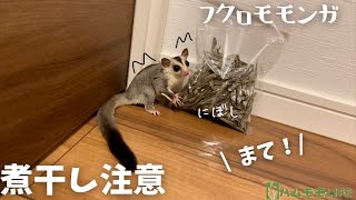 【フクロモモンガ】食べではいけない食べ物⁉︎餌、食事に注意。【飼い方・煮干し編】