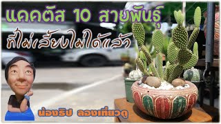 Thailand Bangkok🇹🇭 Cactus Lithops รวม แคคตัส Cactaceae  สายพันธุ์ต่างๆ  ร้านพี่เต่า