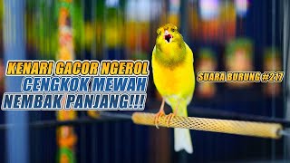 Download Mp3 SUARA BURUNG |217| Kenari GACOR PANJANG INI Cocok untuk Masteran KENARI PAUD dan Kenari Macet BUNYI