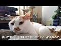 【猫 健康】猫、お便秘になりました。