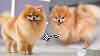 POMERANIAN - FIRST GROOMING HAIRCUT WITH SCISSOR
