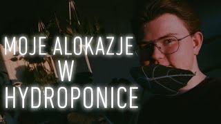 Moje ALOKAZJE w HYDROPONICE (Marzec 2022)