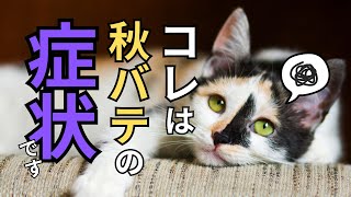 猫の秋バテの症状とその対策