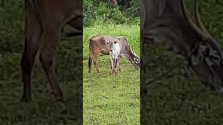 Kamadhenu and Nandini in front of our farm