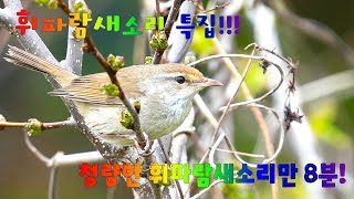 휘파람새소리 특집!!! 청량한 휘파람새소리 8분!!! Singing korean bush warbler