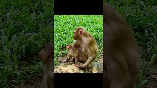 Beautiful cute monkeys in the word 199#cute #amazing #monkey  @cu