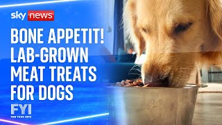 FYI: Bone Appetit! Lab-grown meat treats for dogs