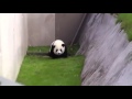 ele avuca sığmayan şakacı panda