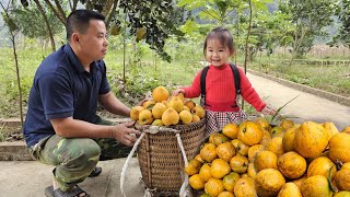 Harvesting Lekima Fruit goes to the market sell-Cooking pig food, taking care of farm animals.