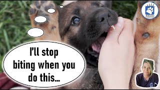 Ultimate Guide to Stop Puppy Biting Problems