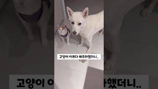 고양이 이쁘다 해주라 했더니 강아지 반응 (진돗개)