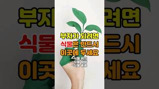 식물 풍수지리: 풍수적으로 올바른 식물 위치, 방향 및 종류 #풍수인테리어 #풍수소품 #풍수