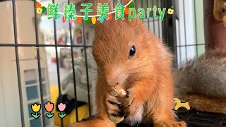 【松鼠吃播】坚果届的美食博主，鲜榛子美食party～美味大榛子！