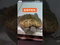 鑽紋龜 稀有的金黃殼