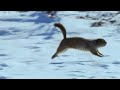 How an Arctic Squirrel Survives Winter  Wild Alaska  BBC Earth