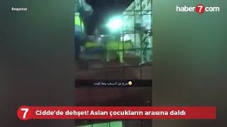 Cidde'de dehşet! Aslan çocukların arasına daldı