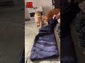 妹猫の不意打ち😹超かわｲﾀｽﾞﾗ❣️姉猫大好き妹猫天さん😽 shorts