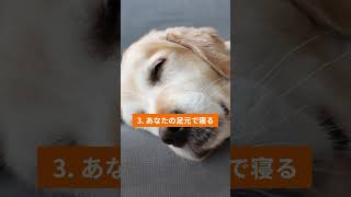 【心理解析】愛犬が選ぶ寝場所の意味 #犬 #犬のいる暮らし #いぬのいる暮らし #多頭飼い