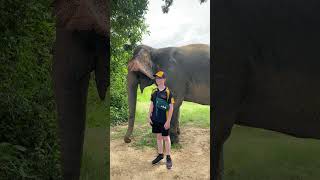 Brave little boy trying to feed elephants 🐘 by sneaking basket