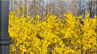 FORSYTHIA SUSPENSA BLooMS || New Jersey, 🇺🇸 #spring2022 #flowers #forsythia