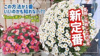 これからの「マーガレット」の育て方の「定番」になるかもしれない動画　夏越し◯◯い　挿し芽から育てるサイクルと植え付けの提案