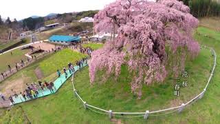 ふくしま魅惑飛行#05　福島の桜