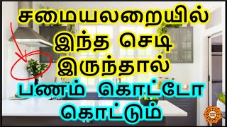 சமையலறையில் இந்த செடி இருந்தால் பணம் பெருகும்