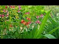 rural garden in rainy may garden gardenscape gardening countrysidegarden poppies