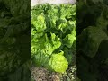 oruto walk 自然豊かな街での暮らし ☆サンチュ☆ 冬のファーム 2025.01.03 vegetable vegetablegarden winter 冬野菜栽培 nature 冬