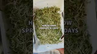 How to grow sprouts in 5 days (for beginners) #shorts #healthy #sprouts