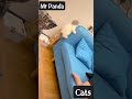 Meow Magic: Adorable Cat Moments