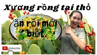 Vlog 24 Xương rồng tai thỏ! Lần đầu nếm thử! Và cái kết