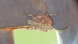 Rough Stink Bug(Brochymena)