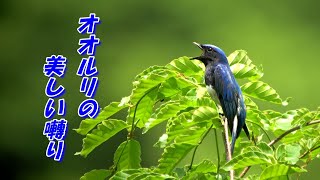 オオルリの美しい囀り（Blue-and-white Flycatcher）