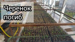 Итоги древесного черенкования крыжовника, золотистой смородины и жимолости