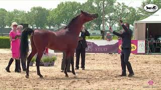 N 110 VAKIL AL BAYDAA   AH Weekend 2022   International C Show   Colts 3 Years Old Class 27