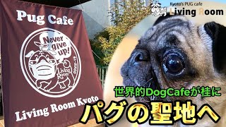 【ふらっとさんが行く！京都桂】パグカフェさんを紹介いたします〜＃京都桂エリア創造計画＃地域密着YouTube