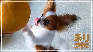 初めて梨を見て興奮する子犬がかわいい。お気に召しましたか？A puppy who is very excited to see a pear. #papillon #パピヨン