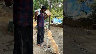 കിട്ടി മോനെ Toby ക്കും🐶🎁😍❤️ #dog #funnyshorts #doglover #dogvideos #dogfood #shorts #t4toby