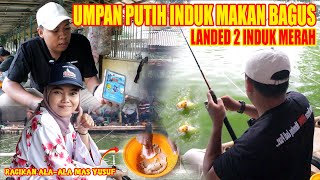 UMPAN PUTIH INDUK MAKAN BAGUS || LANDED DUA INDUK MERAH