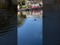 2024年　大晦日のカモ🦆達。氷川神社⛩️ 氷川神社 カモ 大晦日