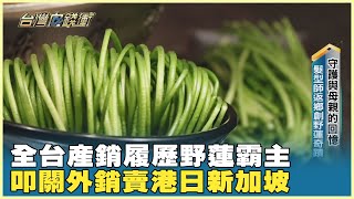 全台產銷履歷野蓮霸主　叩關外銷賣港日新加坡 20231223【台灣向錢衝】Part4