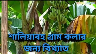 শালিয়াবহ গ্রাম কলার জন্য সেরা ঘাটাইল টাঙ্গাইল।