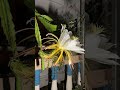 dragon flower time lapse shorts youtube viralvideo dragon flowers