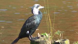 【水元公園の野鳥】カワウさん婚姻色の覇気 2020年11月15日