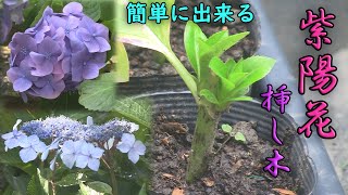 【挿し木】アジサイ（紫陽花）