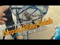 Rekomendasi Umpan Mancing Udang Galah Paling Mujarab 100% Ampuh