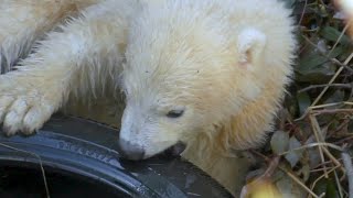 シロクマのホウちゃん💗タイヤに挑戦【天王寺動物園】Polar bear Hou-chan 💗 Challenge tires [Tennoji Zoo]